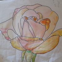 Dssin rose