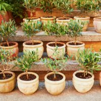 Small olive trees in clay pots on a street market in Gordes, Provence, Southern France